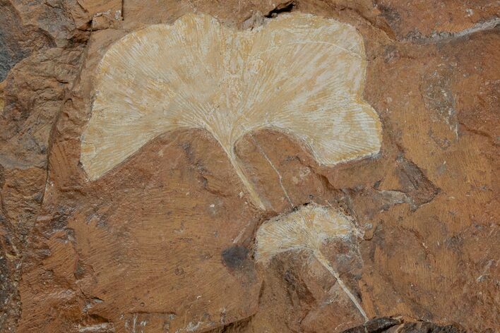 Two Fossil Ginkgo Leaves From North Dakota - Paleocene #215512